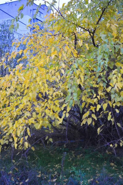 Novembre Jours Automne Avec Ciel Sombre Temps Les Arbres Jaunis — Photo