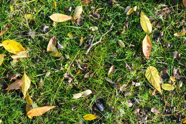 オレンジ色の葉で世界中に成長している小さな緑の草原は それらのすべてが11月の太陽によって照らされています — ストック写真
