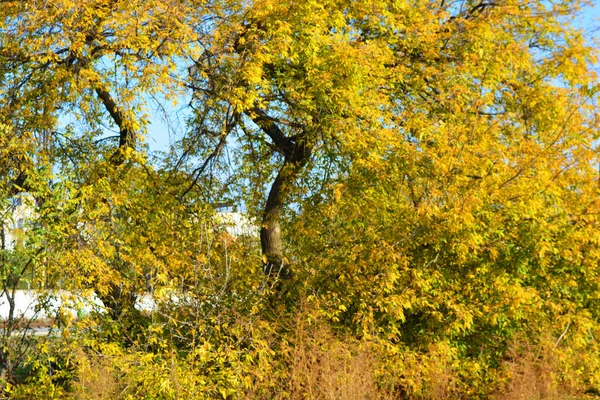 Lindo Amarelo Laranja Árvores Verdes Iluminadas Pelo Sol Novembro Folhas — Fotografia de Stock