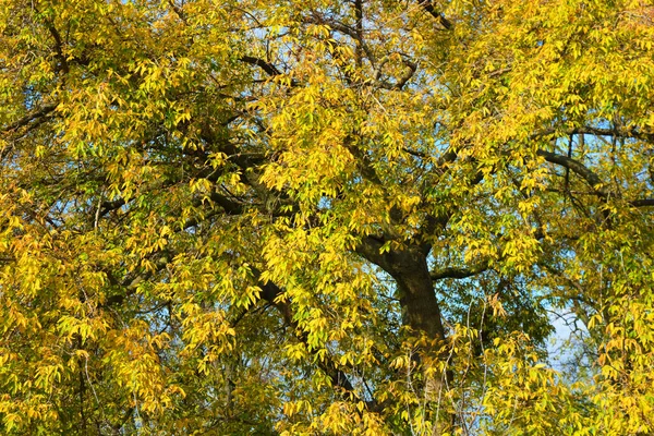 Long Yellow Green Maple Leaves Hanging Branches Trees Illuminated Bright — Stock Photo, Image