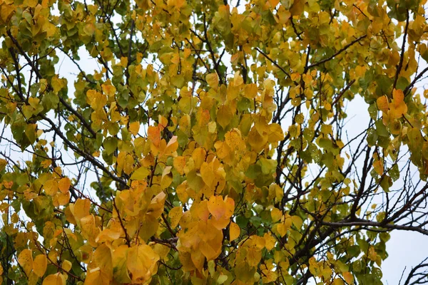 Grandes Folhas Damasco Amarelo Verde Vermelho Laranja Que Pesam Nos — Fotografia de Stock