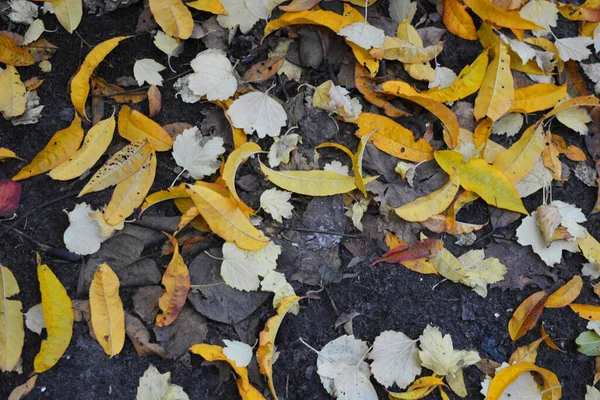 Amarelo Seco Caído Cor Laranja Folhas Vermelhas Viburnum Pêssego Macieiras — Fotografia de Stock