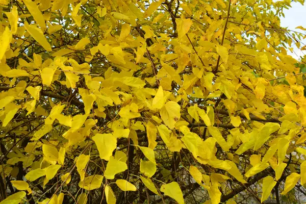 Folhas Douradas Amarelas Brilhantes Ricas Coloridas Amoreira Ainda Estão Penduradas — Fotografia de Stock