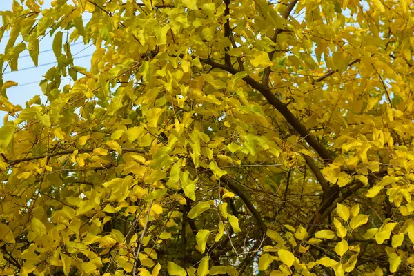 Les Feuilles Jaune Brillantes Riches Colorées Mûrier Pendent Toujours Des — Photo