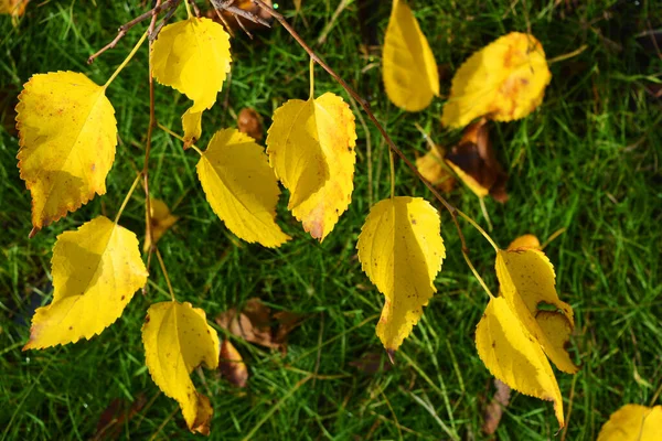 Folhas Douradas Amarelas Brilhantes Ricas Coloridas Amoreira Ainda Estão Penduradas — Fotografia de Stock