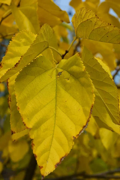 Bright Rich Colorful Yellow Golden Leaves Mulberry Still Hang Branches — Stock Photo, Image