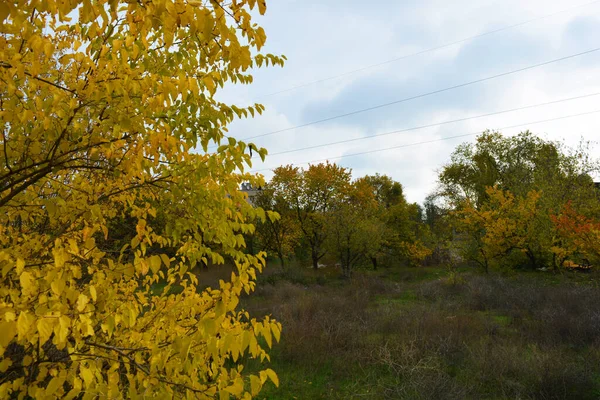 Beaux Paysages Automne Avec Des Arbres Jaunes Grands Arbustes Herbe — Photo