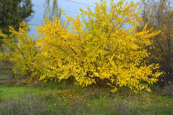 黄色の木 大きな低木 野生の草やウクライナの自然と美しい秋の風景 ドニプロの街に位置しています新鮮な空気とウクライナの秋の言いようのない印象 — ストック写真