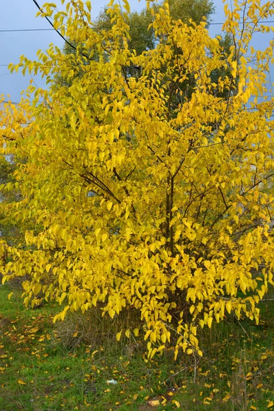 Beaux Paysages Automne Avec Des Arbres Jaunes Grands Arbustes Herbe — Photo