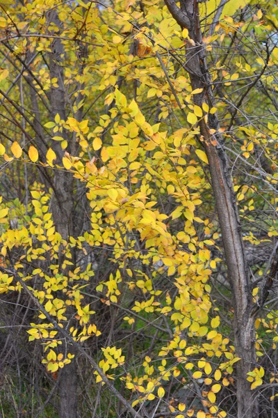 Unusual Yellow Green Red Small Leaves Growing Thin Shrub Branches — Stock Photo, Image