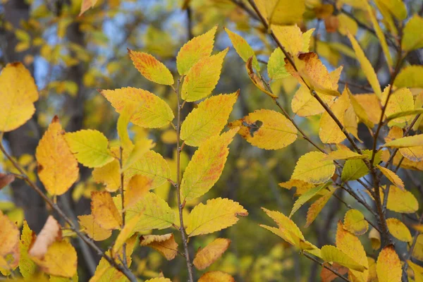 Unusual Yellow Green Red Small Leaves Growing Thin Shrub Branches — Stock Photo, Image