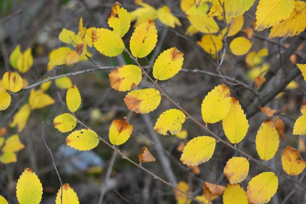 Amarelo Excepcional Verde Vermelho Pequenas Folhas Que Crescem Ramos Arbusto — Fotografia de Stock