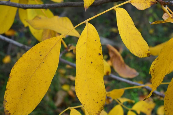 Long Wide Yellow Walnut Leaves Hang Branches Young Tree November — Stock Photo, Image