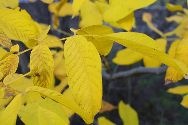 Long Wide Yellow Walnut Leaves Hang Branches Young Tree November — Stock Photo, Image