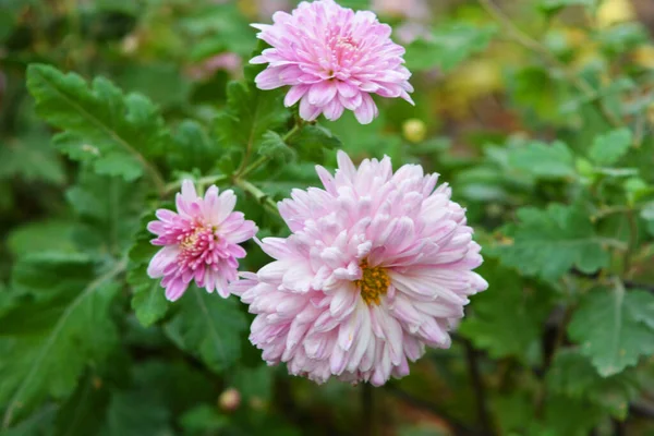 Helle Und Farbenfrohe Hohe Sträucher Ukrainischer Chrysanthemen Die Auf Den Stockbild