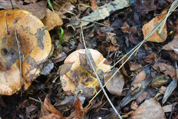 Große Und Kleine Pilze Wachsen Unter Gelben Herbstblättern Der Nähe — Stockfoto