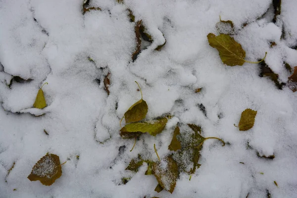 Bílý Načechraný Sníh Padal Pole Suchým Zeleným Listím Toto První — Stock fotografie