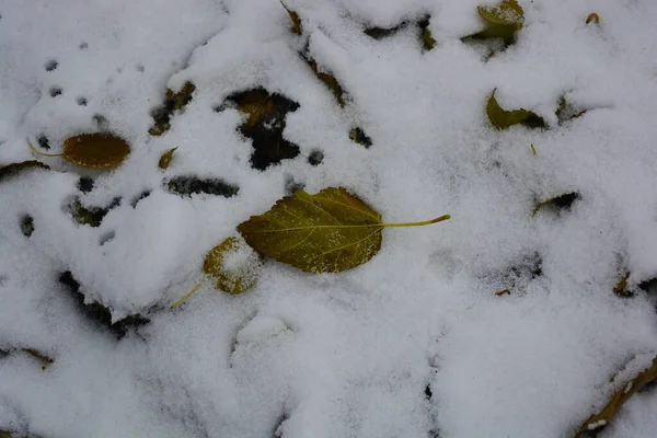 White fluffy snow fell on the field with dry green yellow leaves on it, this is the first snow in November.