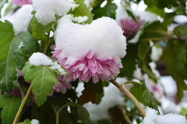 Unusual cute and lovely winter flowers, pink purple chrysanthemums growing under the snow and covered with snow white cover. Airy and light nature background with natural flowers.