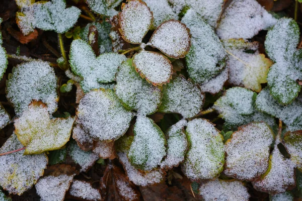 Strawberry Bushes Green Yellow Leaves Covered White Light Snow December — Stock Photo, Image