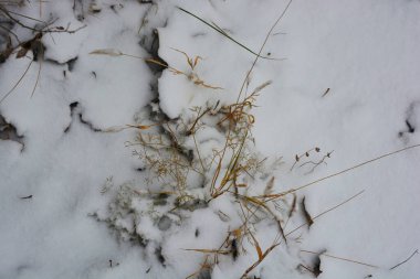 Aralığın sonunda ağaçların kuru yaprakları, kuru çimenler ve beyaz kabarık Noel karıyla kaplı zemin..