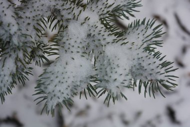 Noel ağacının genç yeşil dalları, aralık ayında beyaz karın altında küçük dikenli ladin..