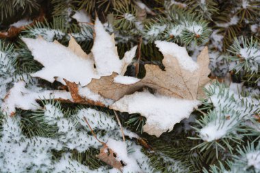 Noel ağacının güzel yeşil dalları, küçük dikenli ladin ve Aralık ayında beyaz karla kaplı ağaçtan düşen kuru sarı Kasım yaprakları..