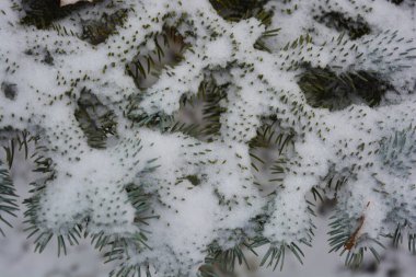 Noel ağacının genç yeşil dalları, aralık ayında beyaz karın altında küçük dikenli ladin..