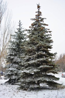 Uzun yeşil Noel ağaçları, aralık sonunda yumuşacık beyaz Noel karlarıyla kaplıdır..