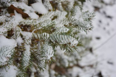Noel ağacının genç yeşil dalları, aralık ayında beyaz karın altında küçük dikenli ladin..