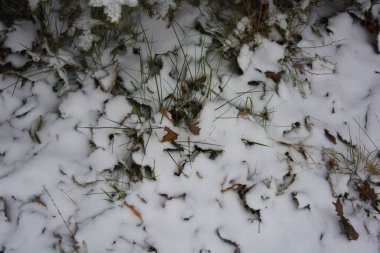 Aralığın sonunda ağaçların kuru yaprakları, kuru çimenler ve beyaz kabarık Noel karıyla kaplı zemin..