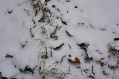 Aralığın sonunda ağaçların kuru yaprakları, kuru çimenler ve beyaz kabarık Noel karıyla kaplı zemin..