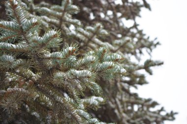 Noel ağacının genç yeşil dalları, aralık ayında beyaz karın altında küçük dikenli ladin..