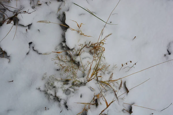 Aralığın sonunda ağaçların kuru yaprakları, kuru çimenler ve beyaz kabarık Noel karıyla kaplı zemin..