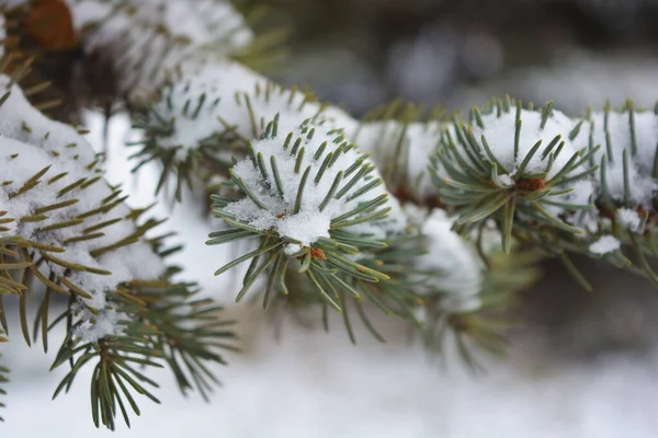 Young Green Branches Christmas Tree Spruce Small Thorns White Snow — Stock Photo, Image