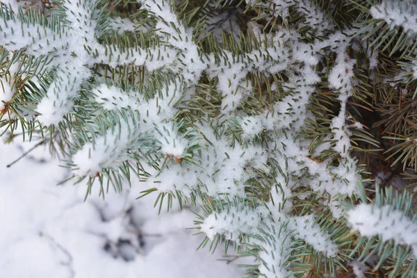 Young Green Branches Christmas Tree Spruce Small Thorns White Snow — Stock Photo, Image