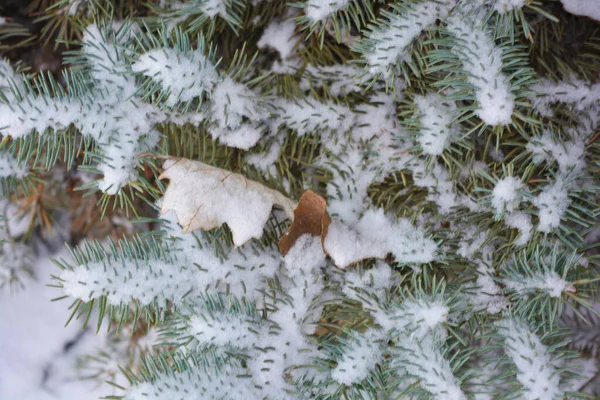 Belos Ramos Verdes Uma Árvore Natal Abeto Com Pequenos Espinhos — Fotografia de Stock