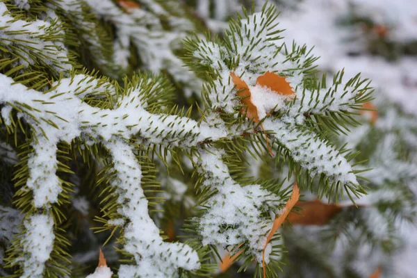 Beautiful Green Branches Christmas Tree Spruce Small Thorns Dry Yellow — Stock Photo, Image