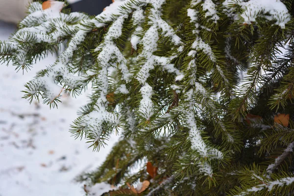 Beautiful Green Branches Christmas Tree Spruce Small Thorns Dry Yellow — Stock Photo, Image