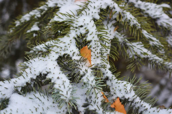 Belos Ramos Verdes Uma Árvore Natal Abeto Com Pequenos Espinhos — Fotografia de Stock