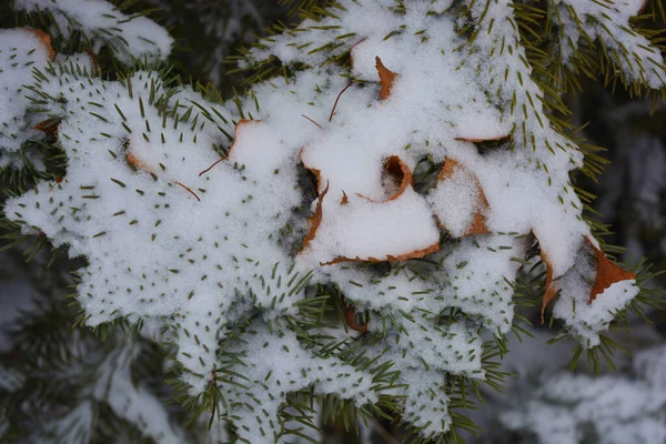 Beautiful Green Branches Christmas Tree Spruce Small Thorns Dry Yellow — Stock Photo, Image