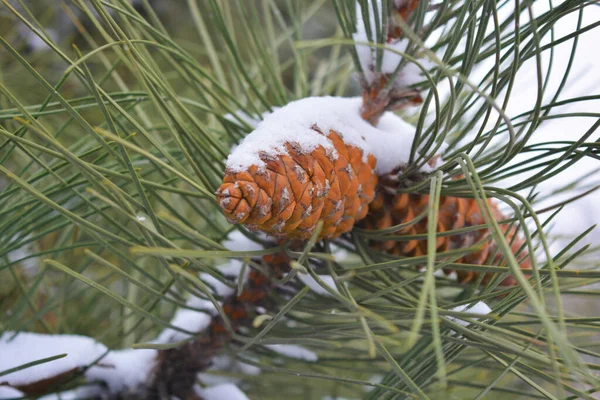 Brown Fir Tree Cones Grow Branches Noble Pine Covered White — Stock Photo, Image