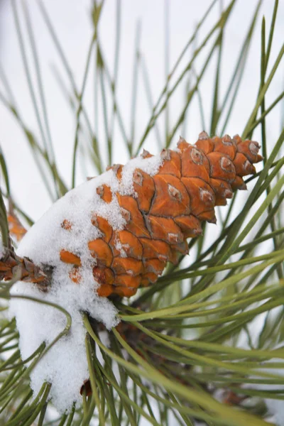 Brown Fir Tree Cones Grow Branches Noble Pine Covered White — Stock Photo, Image