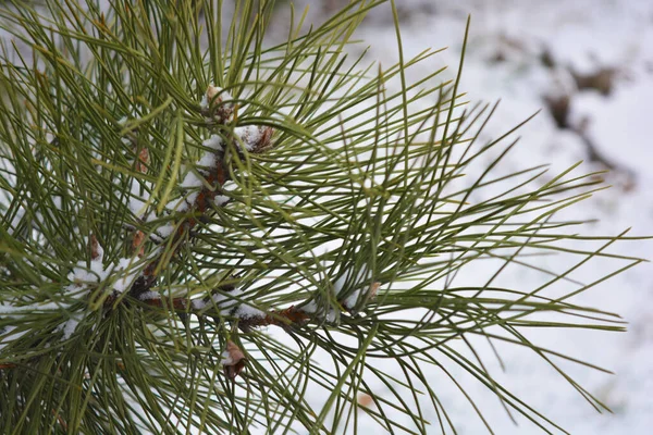 Fragrant Written Branches Green Christmas Tree Noble Pine Large Ishols — Stock Photo, Image