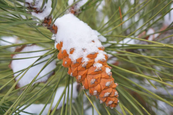 Brown Fir Tree Cones Grow Branches Noble Pine Covered White — Stock Photo, Image