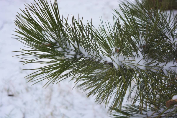 Fragrant written branches of a green Christmas tree, noble pine with large ishols, sprinkled with Christmas white snow in December.