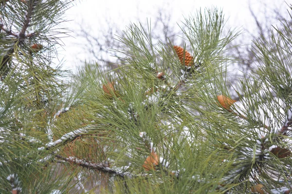 Brown Fir Tree Cones Grow Branches Noble Pine Covered White — Stock Photo, Image