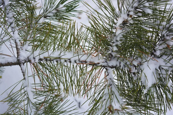 Fragrant written branches of a green Christmas tree, noble pine with large ishols, sprinkled with Christmas white snow in December.