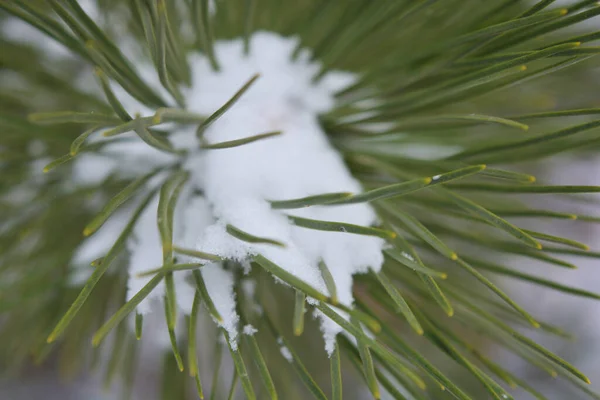 Fragrant written branches of a green Christmas tree, noble pine with large ishols, sprinkled with Christmas white snow in December.