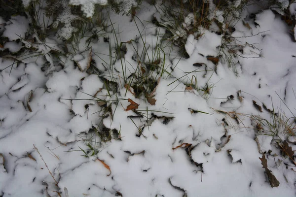 Aralığın sonunda ağaçların kuru yaprakları, kuru çimenler ve beyaz kabarık Noel karıyla kaplı zemin..